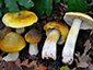 Tricholoma sejunctum