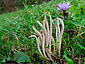 Clavaria fumosa