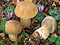 Boletus reticulatus