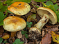 Cortinarius elegantissimus