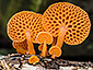 Favolaschia calocera