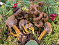 Craterellus tubaeformis