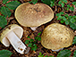 Russula olivacea