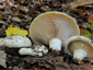 Lactarius controversus