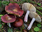 Russula badia