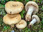 Lactarius leonis