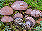 Cortinarius dibaphus