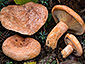 Lactarius deliciosus