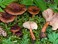 Lactarius badiosanguineus