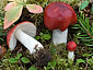 Russula aquosa