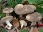 Lactarius azonites fo. azonites