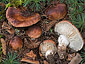 Tricholoma cedretorum