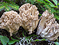 Ramaria pallida