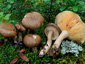 Lactarius fuliginosus