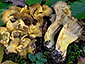 Cantharellus melanoxeros