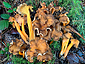 Craterellus lutescens