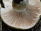 Russula adusta