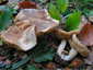 Lactarius fuliginosus