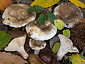 Russula anthracina