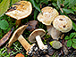 Cortinarius natalis