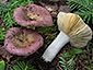 Russula firmula