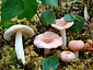 Russula betularum