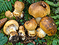 Cortinarius saginus