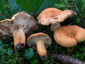 Lactifluus volemus