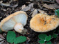 Lactarius tesquorum