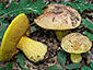 Boletus xanthocyaneus