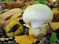 Amanita ovoidea