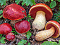 Boletus dupainii