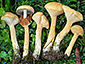 Phaeolepiota aurea