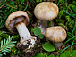 Cortinarius corrosus