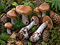 Cortinarius armeniacus