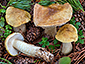 Tricholoma joachimii