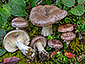 Lactarius robertianus