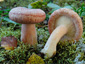 Lactarius torminosus