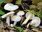 Hygrophorus cossus