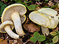 Hygrophorus chrysodon
