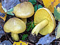 Tricholoma frondosae