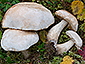 Leccinum holopus