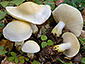 Tricholoma sulphurescens