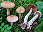 Cortinarius bivelus