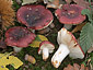 Russula melliolens