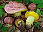 Boletus regius