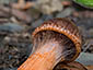 Cortinarius bulliardii