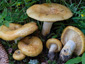 Lactarius scrobiculatus