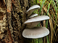 Pleurotus ostreatus