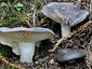 Russula cyanoxantha